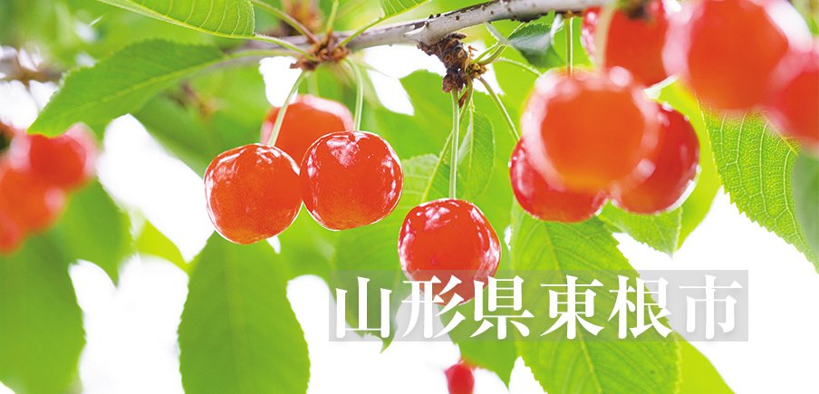 さくらんぼ生産量日本一のまちの高品質で大粒の「佐藤錦」に大感激。世界シェア９割のレコード針も！