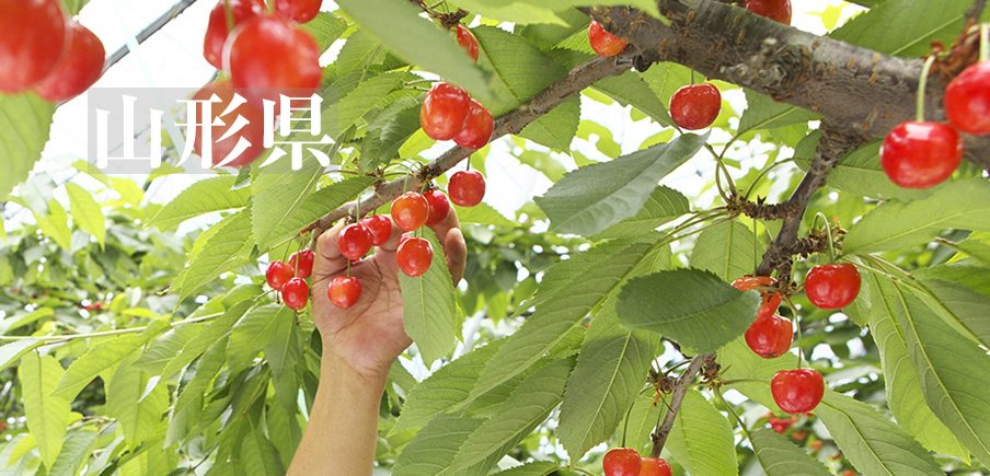 日本屈指の「フルーツ王国」直送 四季折々の最高級果物に大注目!!
