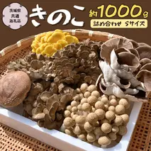 きのこ の 詰め合わせ Sサイズ  約1000g 【茨城県共通返礼品 城里町】 キノコ 舞茸 あわび茸 たもぎ茸 しいたけ ぶなしめじ  [CX001sa]