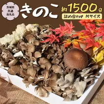 きのこ の 詰め合わせ Mサイズ 約1500g【茨城県共通返礼品 城里町】 キノコ 舞茸 あわび茸 たもぎ茸 しいたけ 花びら茸 [CX002sa]