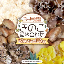 《 ３ヶ月 連続定期便 》 きのこ の 詰め合わせ Mサイズ 約1.5kg （茨城県共通返礼品 城里町） 定期便 キノコ 舞茸 あわび茸 たもぎ茸 しいたけ 花びら茸 セット 鍋 炒め物 [CX006sa]