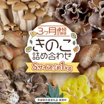 《 ３ヶ月 連続定期便 》 きのこ の 詰め合わせ Sサイズ 約1kg （茨城県共通返礼品 城里町） 定期便 キノコ 舞茸 あわび茸 たもぎ茸 しいたけ ぶなしめじ セット 鍋 炒め物 [CX005sa]