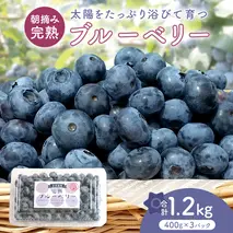 ブルーベリー1.2kg ( 400g × 3パック ) 【2026年6月から発送開始】 国産 茨城県産 ベリー フルーツ 果物 くだもの 自家製栽培[AK002sa]