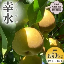 【2025年8月中旬発送開始】 茨城県産 梨 「 幸水 」 約 5kg 12玉 ～ 16玉 【茨城県共通返礼品／常陸太田市】 桧山果樹園 農家直送 フルーツ 甘い 直送 茨城 限定 ギフト 梨 幸水 こうすい 果物 [DU002sa]