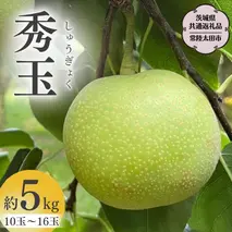 【2025年9月上旬発送開始】 茨城県産 『幻の 梨 』 秀玉 約 5kg 10玉 ～ 16玉 【茨城県共通返礼品／常陸太田市】 桧山果樹園 農家直送 桧山果樹園 農家直送 フルーツ  甘い 直送 茨城 限定 ギフト 梨 秀玉 しゅうぎょく 果物 [DU006sa]