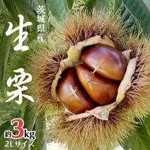 無燻蒸 生栗 2L サイズ 約 3kg 産地直送 久保田果樹園 茨城 栗 くり 季節 秋 旬 直送 [DH021sa]