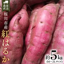 【2025年10月下旬発送開始】桜川産 さつまいも 紅はるか 5kg 茨城県 サツマイモ べにはるか 芋 甘い [SC029sa]