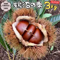 【2025年9月上旬発送開始】鶴沼 の 栗 3kg (茨城県共通返礼品／石岡市) 和栗 国産栗 くり 栗 生栗 オーガニック肥料 果じゅまる園 先行予約[DQ003sa]