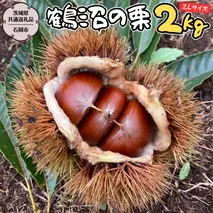 【2025年9月上旬発送開始】鶴沼 の 栗 2kg (茨城県共通返礼品／石岡市) 和栗 国産栗 くり 栗 生栗 オーガニック肥料 果じゅまる園 先行予約[DQ002sa]