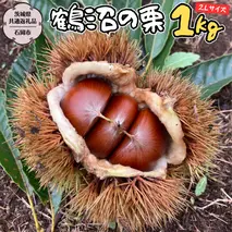 【2025年9月上旬発送開始】鶴沼 の 栗 1kg (茨城県共通返礼品／石岡市) 和栗 国産栗 くり 栗 生栗 オーガニック肥料 果じゅまる園 先行予約 [DQ001sa]