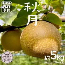 【2025年9月中旬発送開始】 秋月 梨 約 5kg 10玉～14玉 （ 茨城県共通返礼品 ／ かすみがうら市 ） なし 鈴木農園 産地直送 フルーツ 甘い 直送 茨城 限定  [ED004sa]