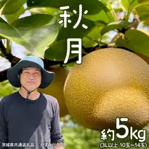 【2026年9月中旬発送開始】 《先行予約》秋月 梨 約 5kg 10玉～14玉 （ 茨城県共通返礼品 ／ かすみがうら市 ） なし 鈴木農園 産地直送 フルーツ 甘い 直送 茨城 限定  [ED004sa]