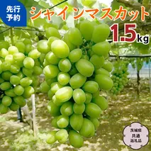 【2025年9月上旬から発送開始 】 シャインマスカット 1.5kg ( 茨城県共通返礼品 石岡市 ) 自宅用 マスカット フルーツ 果物 [DC009sa]
