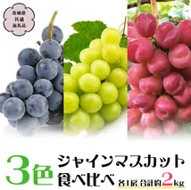 【2024年9月下旬から発送開始】3色 シャインマスカット 食べ比べ (茨城県共通返礼品 城里町) ブドウ シャインマスカット フルーツ 食べ比べ 限定 茨城 直送 ギフト [CO010sa]