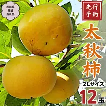 【 2024年 先行予約 】 太秋柿 2Ｌ 12玉 (茨城県共通返礼品 石岡市) 2024年10月中旬発送開始 果物 くだもの フルーツ 柿 かき [DC005sa] 