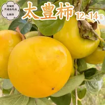 【 先行予約 2025年11月上旬以降発送 】太豊柿  12～14玉  (茨城県共通返礼品 石岡市) 果物 くだもの フルーツ 柿 かき [DC011sa]