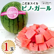 こだまスイカ ピノ・ガール（１玉） 【2026年5月中旬より発送開始】 感動必至！タネが気にならない スイカ 西瓜 小玉スイカ 小玉 果物 くだもの フルーツ 美味しい 茨城 [BC029sa]