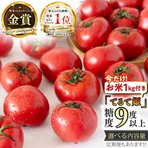【12/31まで特別内容！コシヒカリ1kg付】 《 テレビで紹介 》 糖度9度以上 スーパーフルーツトマト てるて姫 中箱 約1.2kg × 1箱 【12〜15玉/1箱】 2026年収穫分 先行予約 フルーツトマト ブランドトマト 野菜 ギフト 贈答 青空レストラン アド街ック天国 グッドモーニング 黄金のワンスプーン[BC033sa]