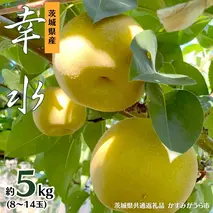 幸水 約 5kg 8玉～14玉 (茨城県共通返礼品 かすみがうら市) 産地直送 久保田果樹園 フルーツ 甘い 直送 茨城 限定 ギフト 梨 幸水 こうすい 果物 [DH001sa]
