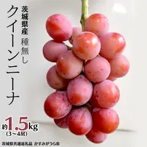 《 種なし 》 クイーンニーナ 約1.5kg 3～4房 (茨城県共通返礼品 かすみがうら市) 久保田果樹園 産地直送 フルーツ 甘い 直送 茨城 限定 ギフト ぶどう クイーンニーナ 果物 [DH008sa]