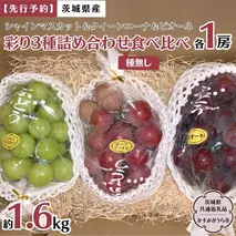 《 種なし 》 シャインマスカット ・ クイーンニーナ ・ ピオーネ 約 1.6kg 各1房 (茨城県共通返礼品 かすみがうら市) 久保田果樹園 産地直送 フルーツ 甘い 直送 茨城 限定 ギフト ぶどう シャインマスカット クイーンニーナ ピオーネ 食べ比べ 詰め合わせ 果物 3種 [DH012sa]