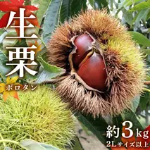 【先行予約】 ポロタン 生栗 2Lサイズ 以上 約3kg （2025年9月中旬発送開始） ぽろたん 茨城県産 産地直送 久保田果樹園 茨城 栗 くり 季節 秋 旬 直送 [DH017sa]