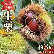 【先行予約】 ポロタン 生栗 3Lサイズ 以上 約3kg （2025年9月中旬発送開始） ぽろたん 茨城県産 産地直送 久保田果樹園 茨城 栗 くり 季節 秋 旬 直送 [DH018sa]