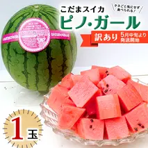 【 訳あり 】こだまスイカ ピノ・ガール（ １玉 ） 【 2026年5月中旬より発送開始 】 感動必至！ タネが気にならない すいか スイカ 西瓜 旬 旬の果実 旬のフルーツ くだもの 果実 フルーツ 夏 小玉スイカ 小玉 美味しい 茨城 [BC058sa]