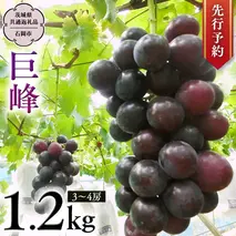 【 2025年8月下旬発送開始 】 巨峰 約1.2kg (茨城県共通返礼品 石岡市） 開田ぶどう園 産地直送 フルーツ 甘い 直送 茨城 限定 ぶどう 巨峰 果物 [DO001sa]