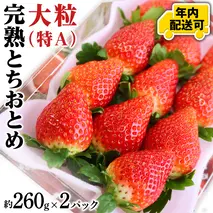 【12/17までの申込で年内にお届け！】完熟 とちおとめ 約260g×2パック 年内お届け 国産 いちご イチゴ 苺 果物 フルーツ 茨城県産 KEK[BC079sa]
