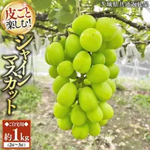 【2026年9月中旬発送開始】《先行予約》シャインマスカット ご自宅用 約 1kg  ( 2房 ～ 3房 ) ( 茨城県共通返礼品 かすみがうら市 ) マスカット 葡萄 ぶどう ブドウ 歯ごたえ 甘み 香り 鈴木農園 [ED005sa]