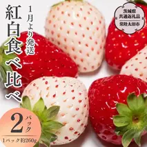 【 2026年 先行予約 】紅白 食べ比べセット いちご（ 2パック × 1箱 ) （茨城県共通返礼品／常陸太田市）2026年1月上旬発送開始 フルーツ 苺 イチゴ いちご 新鮮 朝採れ 茨城県 桧山FRUITFARM [DY019sa]