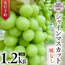【 2025年9月上旬発送開始 】 シャインマスカット 約1.2kg (茨城県共通返礼品 石岡市） 開田ぶどう園 産地直送 フルーツ 甘い 直送 茨城 限定 ギフト ぶどう シャインマスカット 果物 [DO004sa]