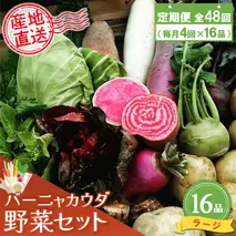 年間定期便48回 バーニャカウダ野菜セットラージ 16品 【有機野菜 おまかせ野菜セット イタリア野菜 西洋野菜 定期便】(H078124)