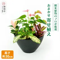 オリジナルアレンジ観葉植物　Sサイズ【寄せ植え インテリア リビング 室内 グリーン 植物 癒し リフレッシュ】 (H086104)