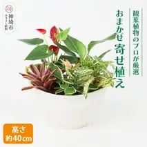 オリジナルアレンジ観葉植物　Mサイズ【寄せ植え インテリア リビング 室内 グリーン 植物 癒し リフレッシュ】 (H086105)