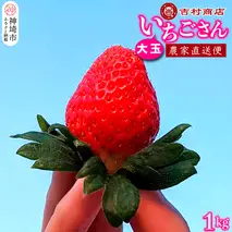 【令和8年1月中旬より順次発送】大玉いちごさん 4パック 約1kg (平詰め・2P×2箱) 【大玉 いちご 苺 いちごさん 農家発送 甘い お菓子作り フルーツ】(H098106)