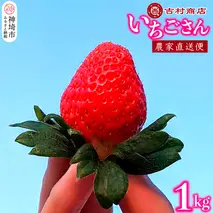 【令和8年1月中旬より順次発送】いちごさん 4パック 約1kg 【いちご イチゴ 苺 佐賀県 甘い フルーツ 果物  国産 お祝い 贈り物】(H098107)