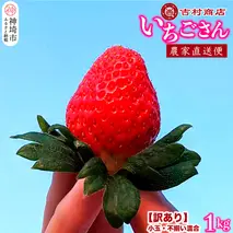 【令和8年1月中旬より順次発送】【訳あり】いちごさん 約1kg (小玉不揃い混合)  【訳あり いちご イチゴ 苺 佐賀県 甘い フルーツ 果物 国産】(H098108)