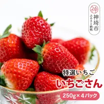 【先行受付 令和8年1月下旬より発送開始】期間限定 特選いちご(いちごさん) 250g×4パック【苺 イチゴ ブランドいちご 朝採れ デザート スイーツ フルーツ 誕生日ケーキ バレンタイン】(H101107)