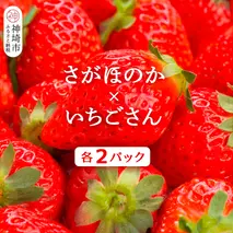 【2026年1月上旬より発送開始】苺(さがほのか・いちごさん)各2パック【果物 くだもの フルーツ イチゴ 佐賀】(H116136)