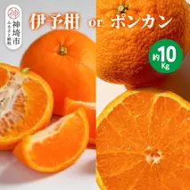 【2026年1月上旬より発送開始】伊予柑orポンカン 約10kg【みかん 柑橘 ぽんかん フルーツ デザート お楽しみ】(H116157)