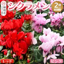 【先行受付11月20日より発送 数量・期間限定】鉢花 シクラメン レッド・ピンク 5号鉢×2鉢【鉢花 シクラメン 冬のギフト ふるさと納税】(H069110)