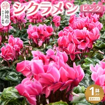 【先行受付11月20日より発送 数量・期間限定】鉢花 シクラメン ピンク 6号鉢【鉢花 シクラメン 冬のギフト ふるさと納税】(H069111)