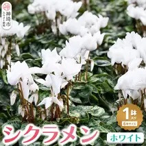 【先行受付11月20日より発送 数量・期間限定】鉢花 シクラメン ホワイト 6号鉢【鉢花 シクラメン 冬のギフト ふるさと納税】(H069112)