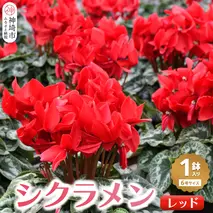 【先行受付11月20日より発送 数量・期間限定】 鉢花 シクラメン レッド 6号鉢【鉢花 シクラメン 冬のギフト ふるさと納税】(H069113)