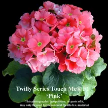 【先行受付1月7日より発送 数量・期間限定】プリムラ オブコニカ タッチミー 5号鉢×3鉢 3色おまかせセット 【鉢花 ふるさと納税 プリムラ】(H069114)