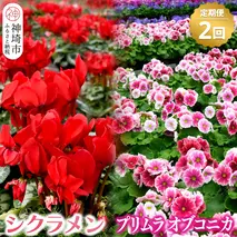 【先行受付11月20日より発送 数量・期間限定】鉢花 定期便 2回(11月・1月)【鉢花 ふるさと納税 定期便】(H069116)