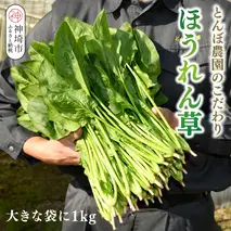 ほうれん草 1kg バラ詰め（大きな袋に1kg）【ハウス栽培 産地直送 クール便 佐賀県脊振山麓産】(H091116)
