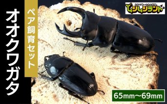 【先行予約】 オオクワガタペア 飼育 セット 65mm～69mm 2025年9月以降発送 クワガタ 自由研究 昆虫 成虫 生体 虫 飼育 夏休み 観察 自然 環境 学習 子供 孫 プレゼント 贈答 人気 福島県 田村市 田村 ふくしま たむら ムシムシランド